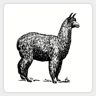 Llama Sticker